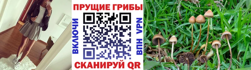 цены наркотик  Осташков  блэк спрут рабочий сайт  Псилоцибиновые грибы ЛСД 